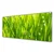 tulup.si Slika na akrilnem steklu Grass nature rastlin 125x50 cm 2 obešalnika