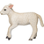 Moj Lamb romney teče