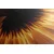 Slika gerbera na temnem ozadju - 150x100