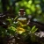 BIO Elemi - 100% naravno eterično olje 10 ml