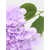 Sinsay - Ukrasna veštačka biljka - lavanda