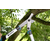 GARDENA Makaze za grane energystar 600 B
