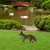 Atelier Del Sofa Dekorativna figura Fox -A 01, 48x50 cm, 1.5 mm