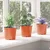 Lonac za cvijeće 50 pcs Terakota O 15 x 13 cm Plastika