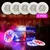 Cool Mango Led podstavki (5 kosov) - drinky