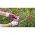 Stocker Rukavice za ruže A22091, Roze-bele