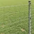 Vidaxl Evropska ograja 0,6 x 25 m PVC prevlečen železo