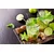 Fototapeta okusen Mojito - 98x66