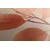 Slika vejice listov Peach Fuzz - 100x150