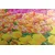 Slika barviti tulipani - 120x40