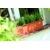 Prosperplast balkonska saksija agro 60x18x14cm antracit PR IS600-S433