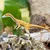 Safari Coelophysis dinosaver