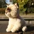 Plišasta mačka ragdoll 23 cm SOFT COLLECTION