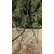 K&F Aluminum Compact Camera Tripod O234A3+BH-36