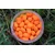 shumee Method/Feeder Fluo Pop-Up Micro Chunks Vanilla Cream