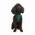 Paws & Whiskers Am za pse Air-Mesh, Svetlozeleni