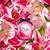 Dolce & Gabbana Ženski parfem Dolce Lily EDT, 75ml