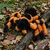 Plišasta tarantela 20 cm ECO-FRIENDLY PLUSH WORLD