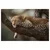 Slika leopard počiva na drevesu - 150x100