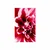 Plakat s paspartujem cvet vrtnice - 30x45 white