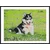 Grafix Diamantna slika Husky 40x50cm