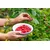 33 SUM77 Sumin gnojilo za jagode, gozdne jagode, maline in robide, optimalna sestava 1 kg