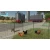 GIANTS SOFTWARE igra Farming Simulator 23 (Nintendo Switch)