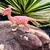 Safari Stygimoloch dinozaver Dino Dana