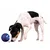 DOG ACTIVITY LOPTA
