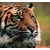 Fototapeta bengalski tiger - 294x270