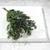 shumee Stabiliziran Ruscus - (Ruscus) - Zelen