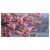 Slika cvetoča sakura nad mirno vodo - 200x100