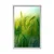 Plakat stebla trave - 40x60 no frame