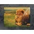 shumee Steklena zaščitna plošča za štedilnik 70x52 Lion