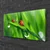 tulup.si Slika na platnu Pikapolonica grass drops 100x50 cm