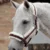 Premier Equine oglavka Techno Wool