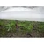 shumee Agrotekstil Spring bel 17g 1,6m x 5m