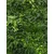 Zelena stena 100x100 cm Miami - zelena - 25 do 50 cm - 31 do 50 cm