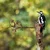 Aberto Design Dekorativna figura Bird On The Branch 06, 50x20 cm, 1.5 mm