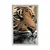Plakat bengalski tiger - 30x45 no frame