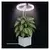 Emos LED lampa za uzgoj biljaka 8 W, 39 dioda, 300 lm, tajmer, prigušiva, Z7902