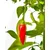 Tregren Semena za kuhinjski vrtiček - Jalapeno, (21335847)