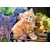 Castorland Puzzle Ginger Kitten 180 kosov