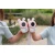 Zoo Family - Walkie Talkie Rabbit x Rabbit