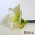 Amarilis 56 cm bele barve - naraven otip - bela - 50 do 75 cm