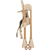 Chipolino Hranilica candy shop macadamia ( STHCS02402MA )