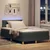 Vidaxl LED Box Spring Postelja Temno siva 120 x 190 cm blago