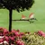 Aberto Design Dekorativna figura Bird on the branch 23, 22x55 cm, 1.5 mm, Bakarne boje