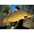 SuperFeed Hook Fatty Pellet 20mm/150g rdeči kril