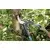 GARDENA Makaze za grane smartcut comfort